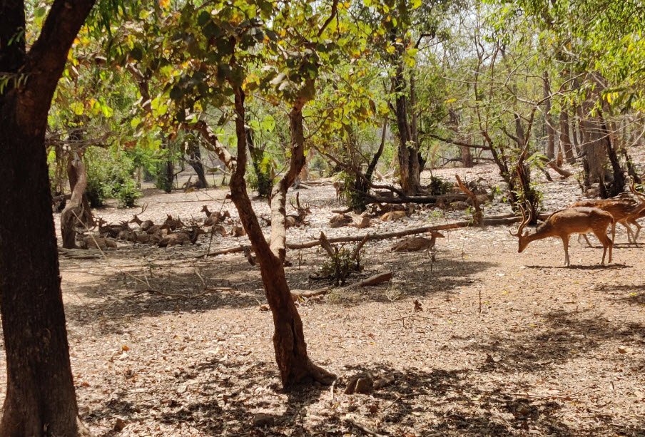 Ballabhpur Wildlife Sanctuary, Birbhum, West Bengal - Vushii.com